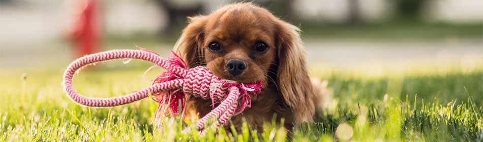 Pet sitters, dog walkers in the Skippack, Montgomery County PA area